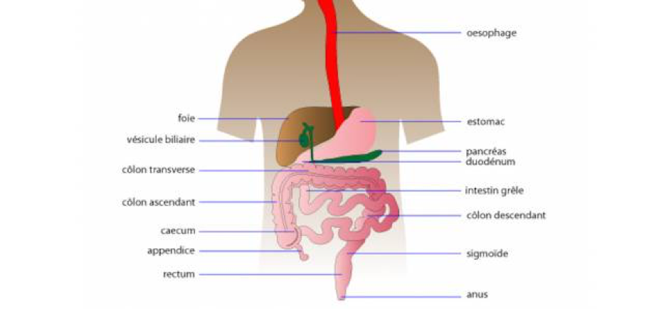 MICI-Santé-FHPMCO-Maladie-Maladie chronique-Intestins-Crohn-Maladie de crohn